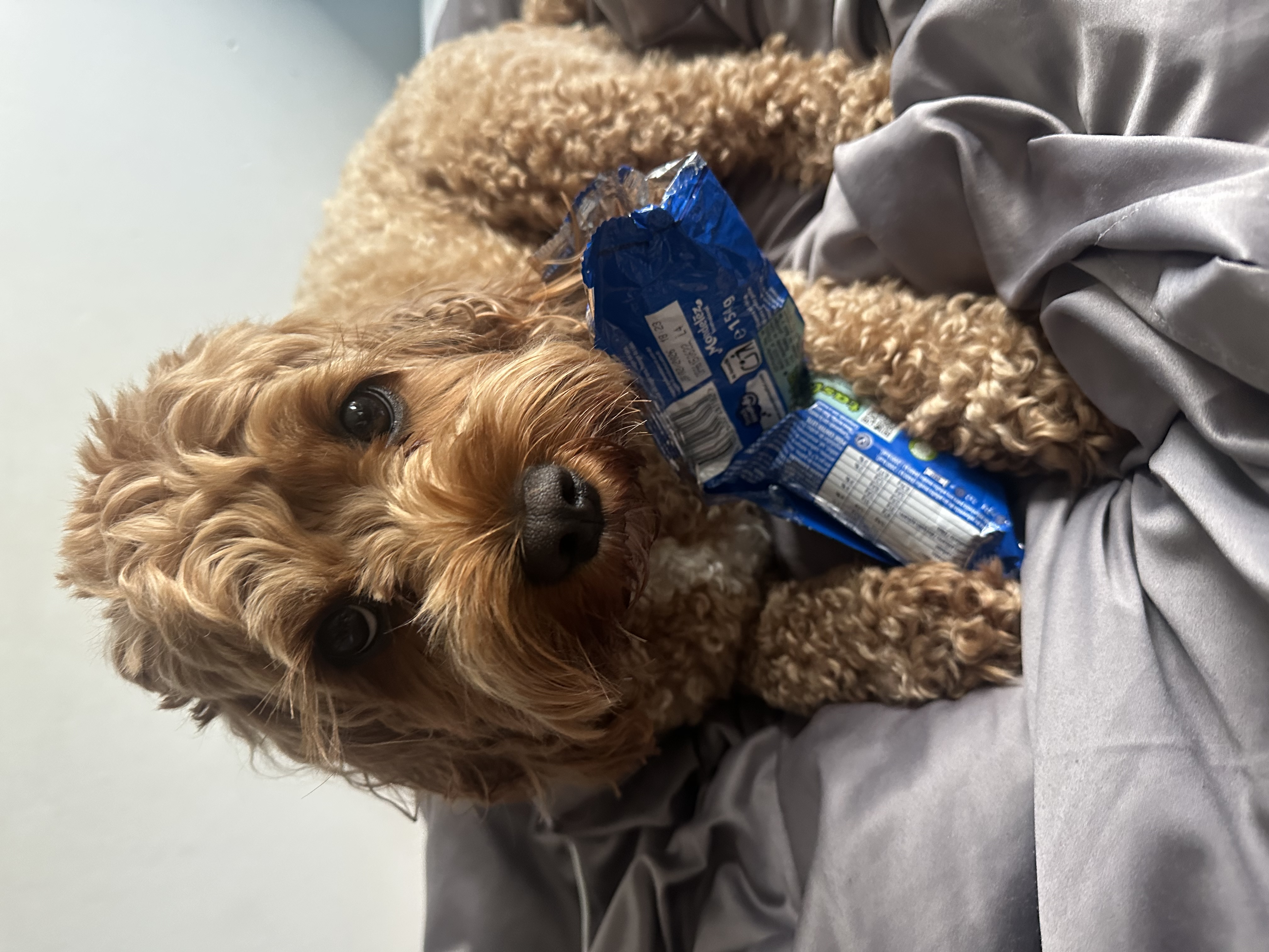 my dog alfie
